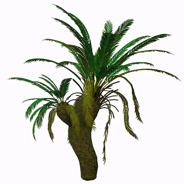 Cycad Seed Plant — Stock Photo, Image