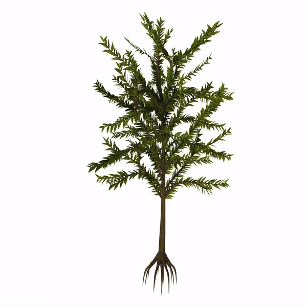 Dicroidium SP träd — Stockfoto