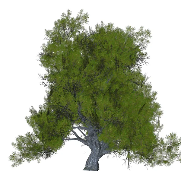Juniper Coniferous Tree — Stock Photo, Image