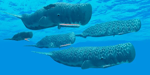 Ocean Sperm Whales — Stock Photo, Image