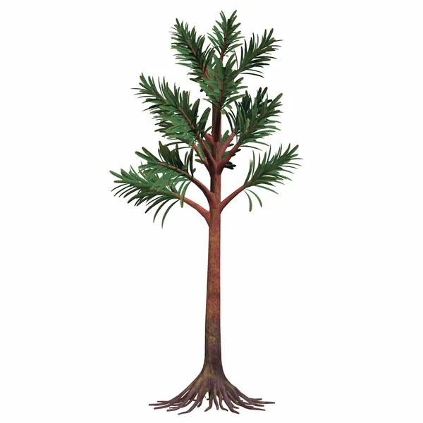 Albero del cordone del Permiano — Foto Stock