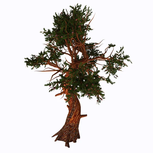 Pinus aristata Ağacı — Stok fotoğraf