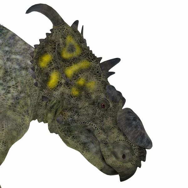 Pachyrhinosaurus 공룡 머리 — 스톡 사진