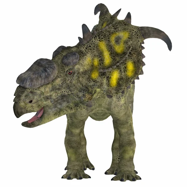화이트에 Pachyrhinosaurus 공룡 — 스톡 사진