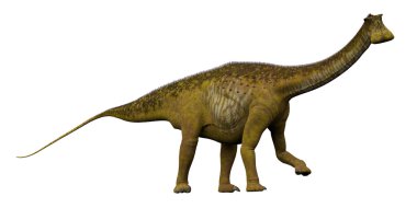 Nigersaurus yan profili