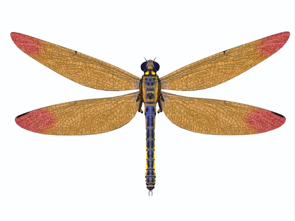 Karbon Meganeura Dragonfly — Stockfoto