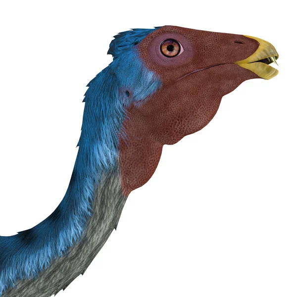 Caudipteryx dinosaurus hoofd — Stockfoto