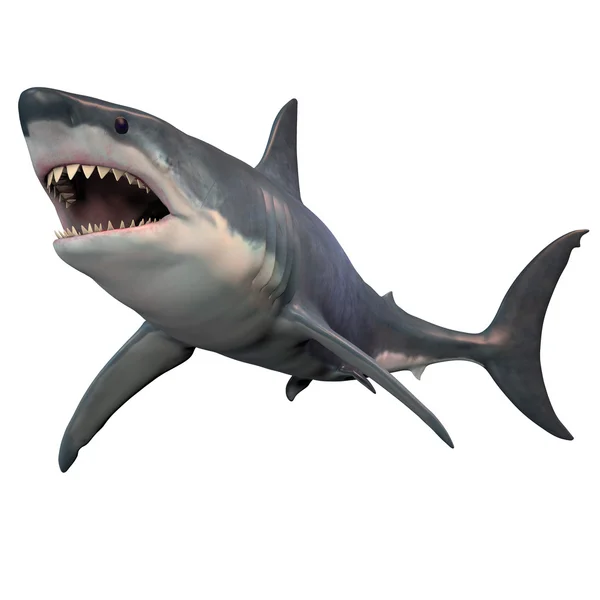 Great White Shark Isolated — Stock Photo, Image