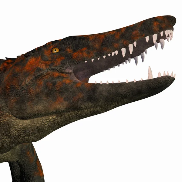 Cabeça de dinossauro Uberabasuchus — Fotografia de Stock