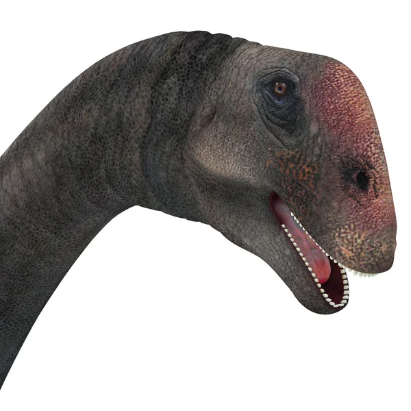 Δεινόσαυρος Brontomerus κεφάλι — Φωτογραφία Αρχείου