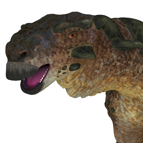 Pinacosaurus-dinosaurus hoofd — Stockfoto