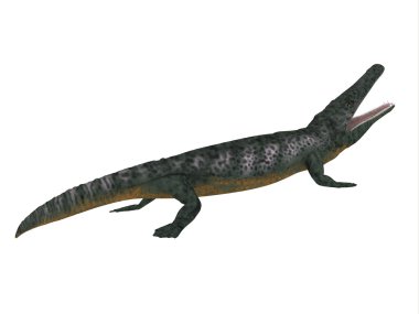Archegosaurus yan profili