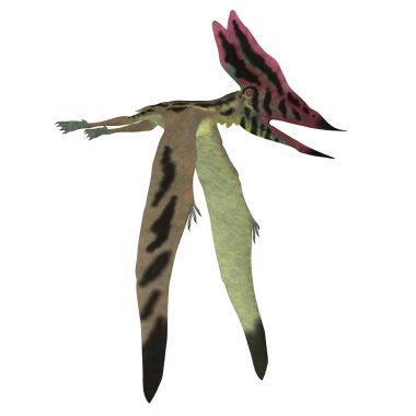 Thalassodromeus Pterosaur beyaz