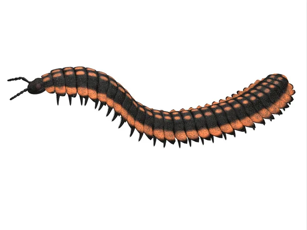 Perfil lateral da Arthropleura — Fotografia de Stock