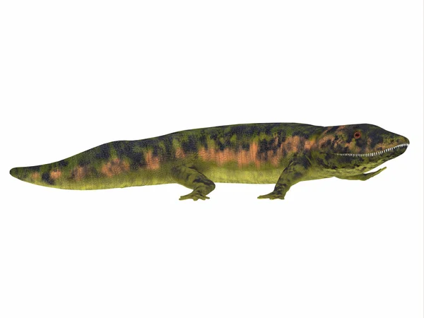 Dendrerpeton Amphibian Side View — Stock Photo, Image