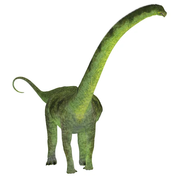 Puertasaurus dinosaurie på vit — Stockfoto