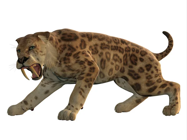 Saber-Tooth Cat Angry — Stock Photo, Image