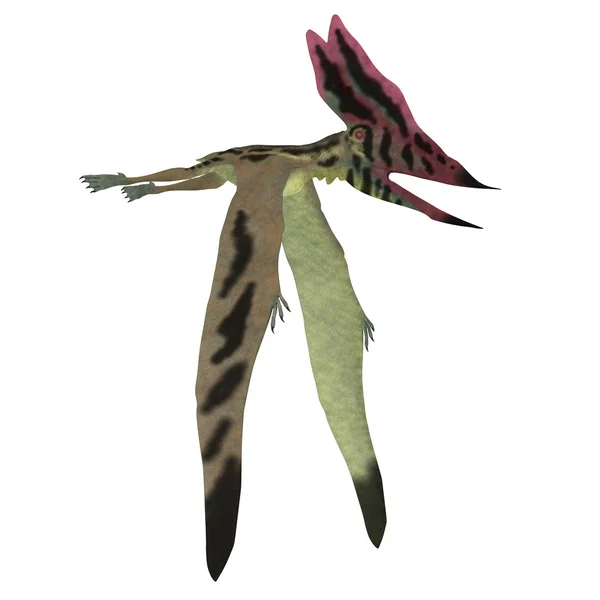 Pterosauro Thalassodromeus su Bianco — Foto Stock