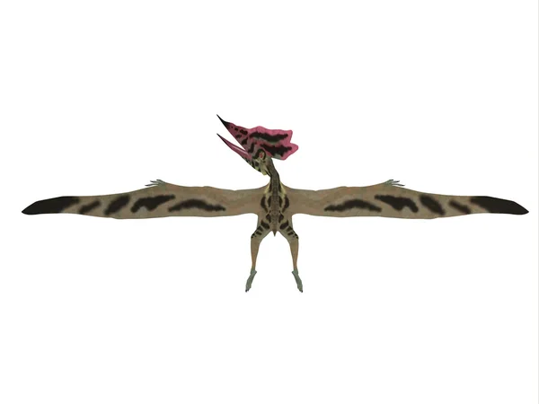 Thalassodromeus Pterosaur profili — Stok fotoğraf
