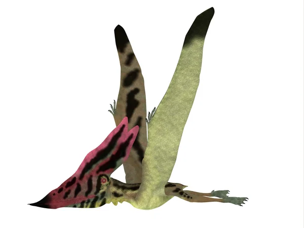 Pterosauro Thalassodromeus Vista laterale — Foto Stock