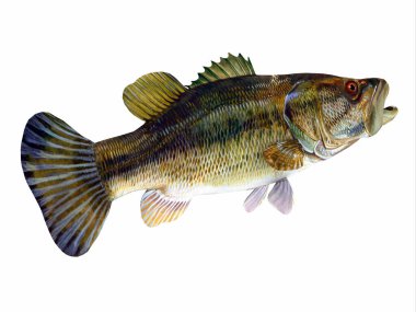 The Redeye is species of freshwater bass fish found in lakes, rivers and streams of Georgia and Alabama, USA. clipart