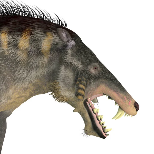 Entelodont Omnivorous Pig Lived Eocene Oligocene Periods Europe Eurasia Asia — Stock Photo, Image