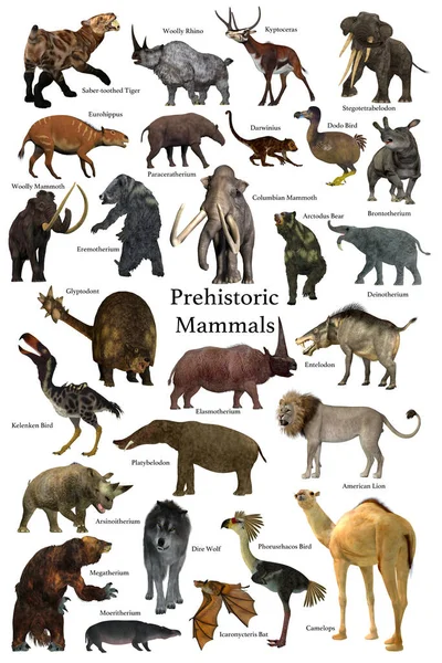 Collection Some Better Known Mammals Lived Cenozoic Era — Stock Photo, Image