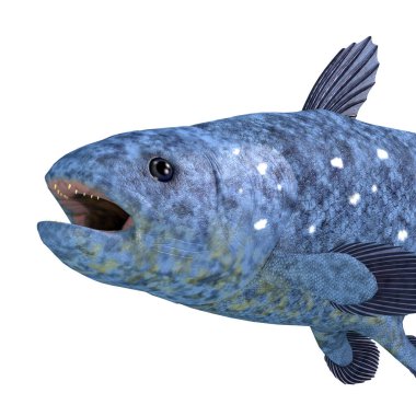 Coelacanth balığının neslinin tükendiği düşünülüyordu ama hala dünya okyanuslarında yaşayan canlı bir yaratık olduğu ortaya çıktı..