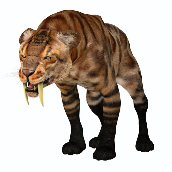 Saber Tooth Tiger Predatory Cat Lived North America Pleistocene Period — Stock Photo, Image