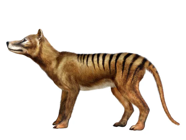 Kihalt Thylacine Erszényes Tigris Egy Ragadozó Állat Volt Amely Ausztráliában — Stock Fotó