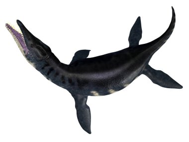 Liopleurodon, Avrupa ve Kanada 'nın Jurasik denizlerinde yaşayan etobur bir deniz plesiosauruydu..