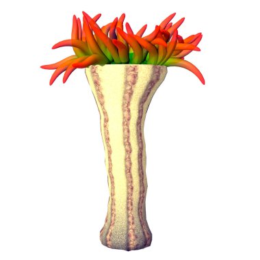 Anemone adı verilen bu deniz hayvanı dünyanın denizlerinde bir yırtıcıdır ve genellikle hareketsiz bir şekilde avının geçmesini bekler..