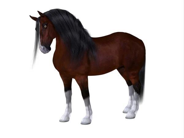 クライズデール Clydesdale スコットランドで農業を行うために開発された馬の特徴的な品種である — ストック写真