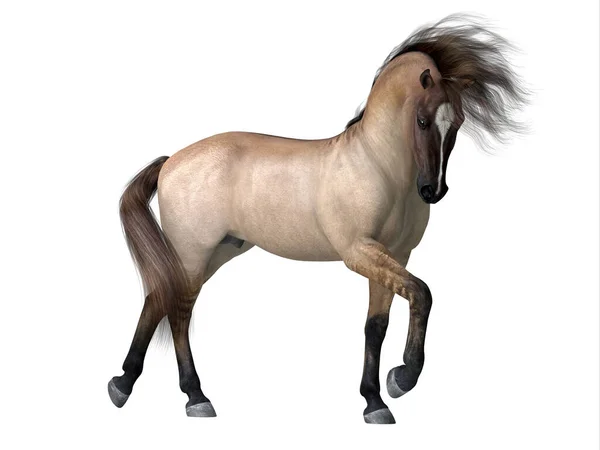グルラ Grulla Dun 馬の様々な品種のコート色で 背の高い縞模様と脚の上での結線で区別される — ストック写真