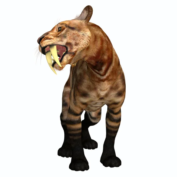 Saber Tooth Tiger Carnivorous Cat Lived North America Pleistocene Eocene — Stock Photo, Image