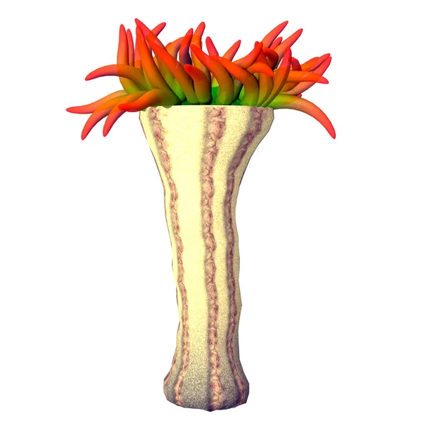 Morskie Zwierzę Zwane Anemonem Jest Drapieżnikiem Morzach Świata Zazwyczaj Stoi Obrazek Stockowy