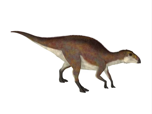 Brachylophosaurus Era Dinosauro Erbivoro Adrosauro Vissuto Durante Periodo Cretaceo Del — Foto Stock