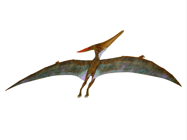 Pteranodon Foi Réptil Pterossauro Carnívoro Que Voou América Norte Durante — Fotografia de Stock