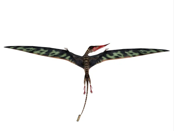 Rhamphorhynchus War Ein Fleischfressender Flugsaurier Der Während Der Jurazeit Europa — Stockfoto