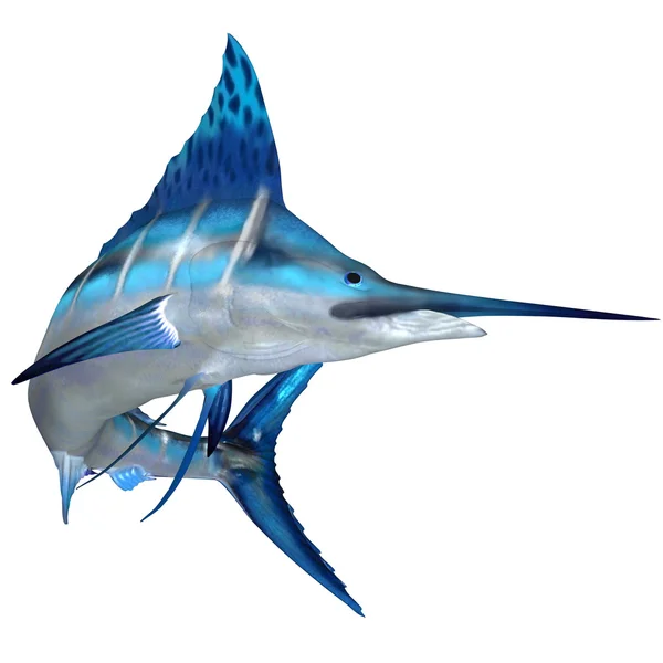 Ryb morskich Blue marlin — Zdjęcie stockowe