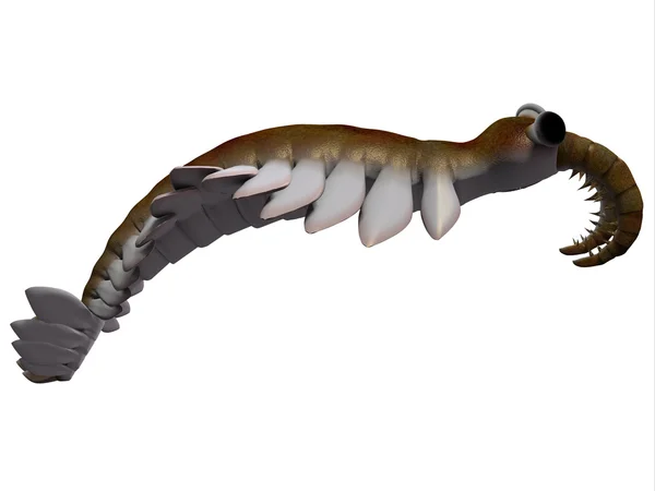 Uit het Cambrium anomalocaris kant profiel — Stockfoto