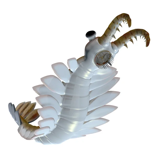 Anomalocaris cámbrico en la parte inferior — Foto de Stock