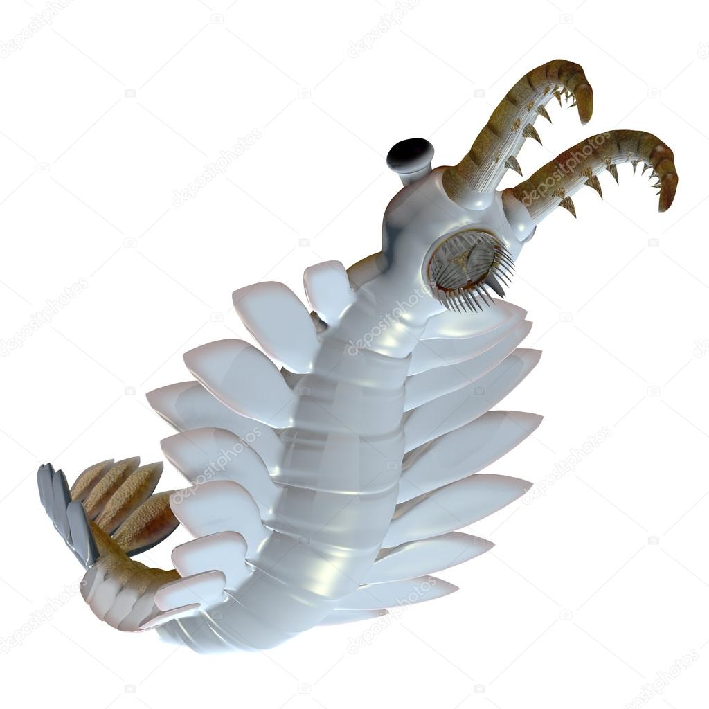 Cambrian Anomalocaris Underside