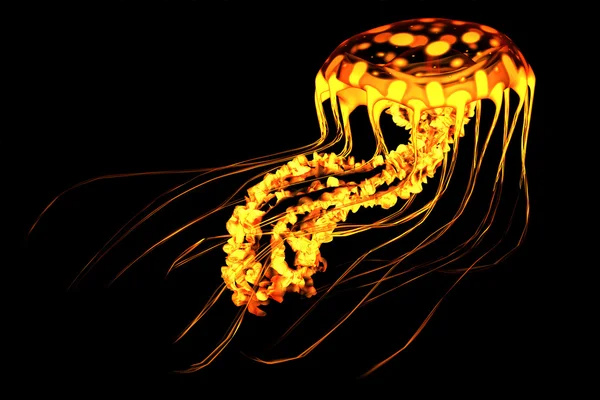 Yellow Red Jellyfish — Stock Photo, Image