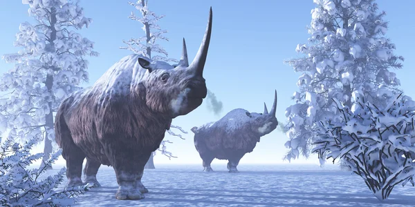 Ullhårig noshörning — Stockfoto
