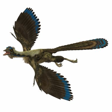 Archaeopteryx beyaz üzerinde