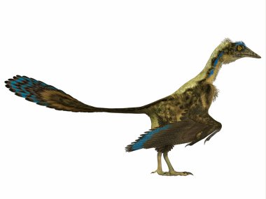 Archaeopteryx yan profili