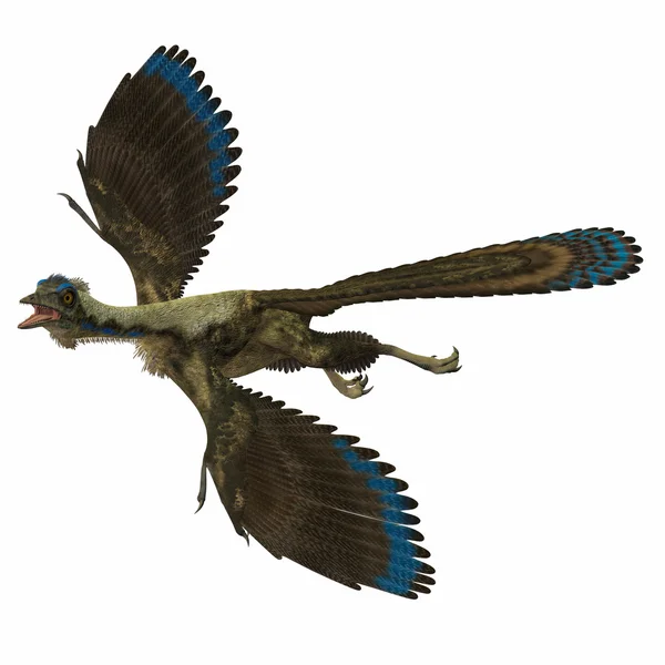 Archaeopteryx över vita — Stockfoto