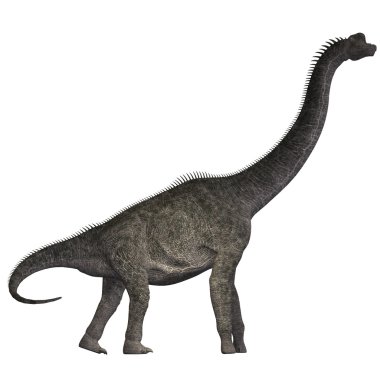 Brachiosaurus beyaz