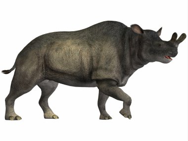 Brontotherium beyaz